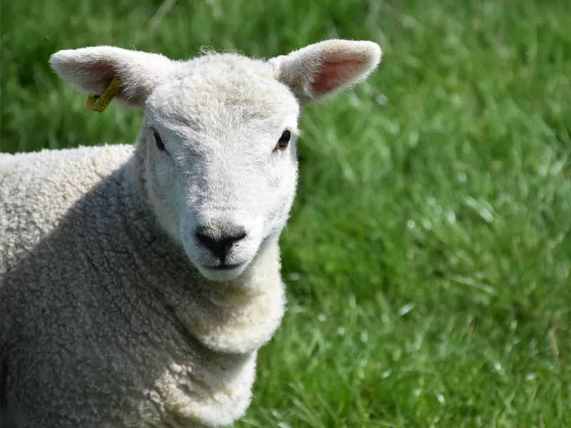Sheep grazing beneath solar panels on a UK farm