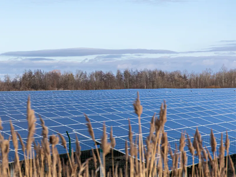 Sheep grazing beneath solar panels on a UK farm